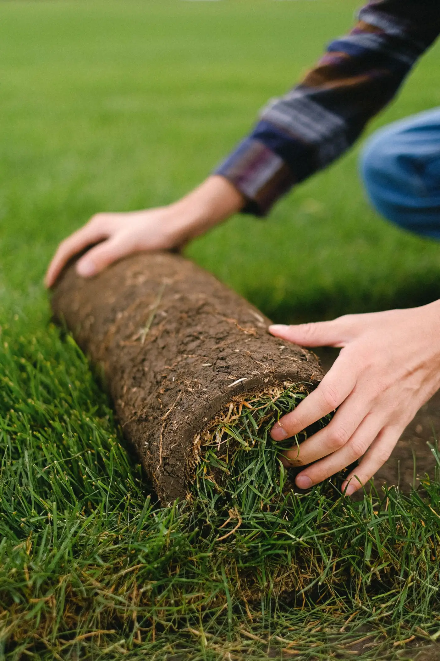 Landscaper laying a roll of turf