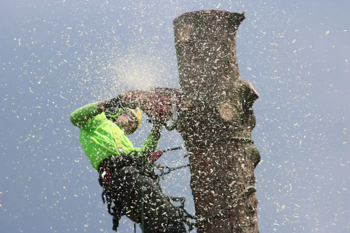 Arborist working with a chainsaw